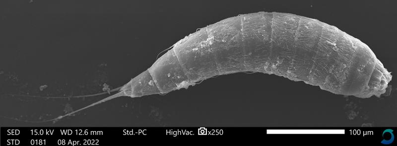 Den kinorhynch Echinoderes drogoni funnet ved stasjon P1 i Barentshavet. Kinorhyncher er en rekke av virvelløse dyr som er meget små og lever i sedimentet på havbunnen. Bilde er tatt med et elektronmikroskop av stipendiaten Joel Vikberg Wernström, UiT. Kinorhynchen er omtrent 350 µm (0,3 mm) lang.